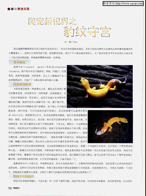 爬宠新视界之豹纹守宫