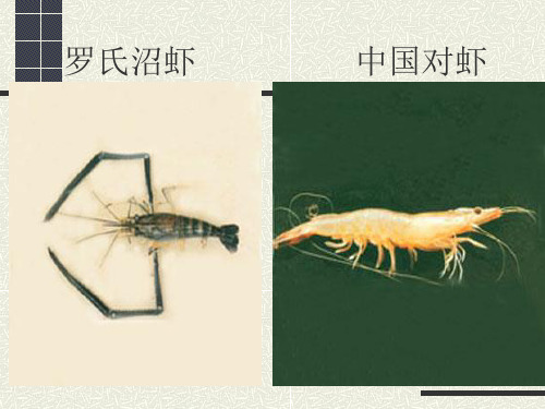 第一章虾类生物学3