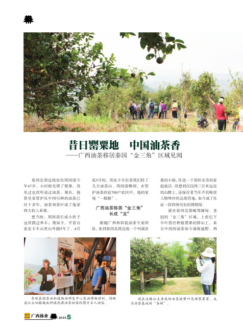 昔日罂粟地 中国油茶香——广西油茶移居泰国“金三角”区域见闻