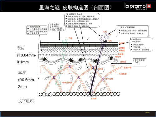 皮肤结构图(动态PPT)
