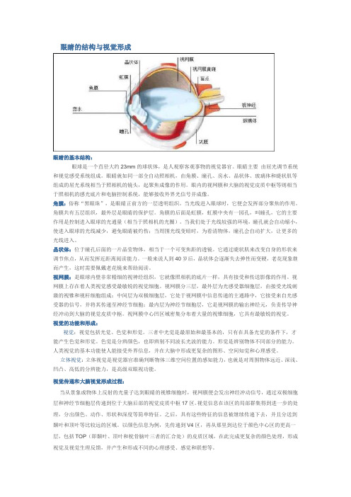 眼结构