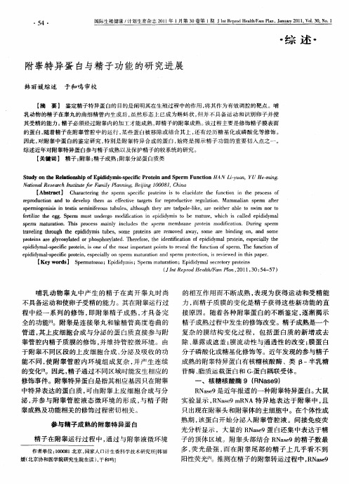 附睾特异蛋白与精子功能的研究进展