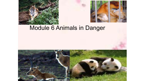 外研版高中英语Book 5 Module 6 Animals in Danger reading 公开课教学课件共30张PPT