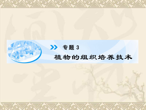 高中生物 专题3 话题1 菊花的组织培养课件 新人教版