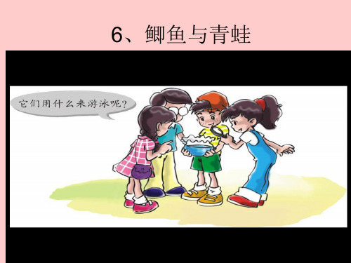 三年级科学上《鲫鱼与青蛙》课件
