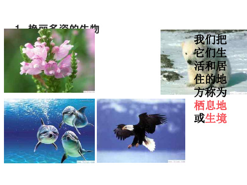 地球上的生物   七年级科学课件