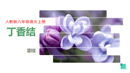 人教版六年级语文上册精美课件 丁香结