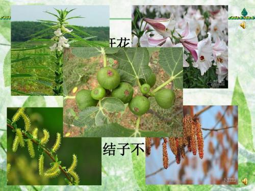 教科版 小学科学  三年级上册    植物有哪些相同特点