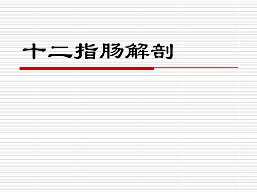 十二指肠解剖