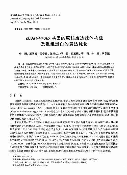 sCAR—PPAb基因的原核表达载体构建及重组蛋白的表达纯化