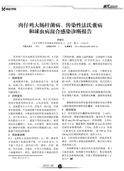 肉仔鸡大肠杆菌病、传染性法氏囊病和球虫病混合感染诊断报告