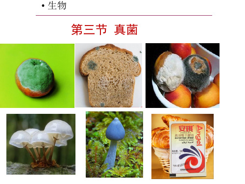 人教版初中生物课标版八年级上册第五单元第四章第三节 真菌(共25张PPT)