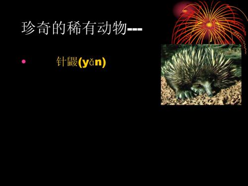 珍奇的稀有动物针鼹ppt