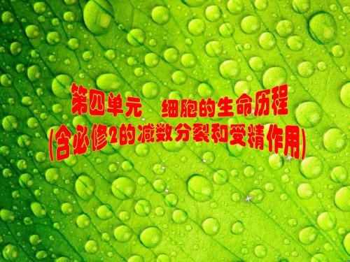 高中生物——细胞的生命历程  ppt