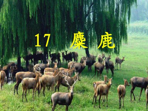 《麋鹿》第二课时