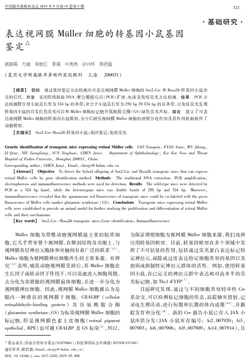 表达视网膜Müller细胞的转基因小鼠基因鉴定