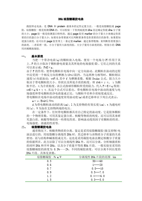 琼脂糖凝胶电泳