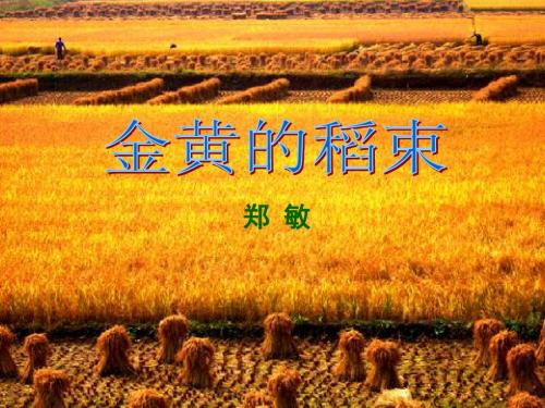 3金黄的稻束