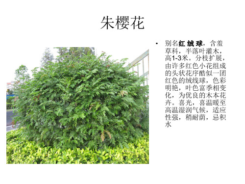 校园植物