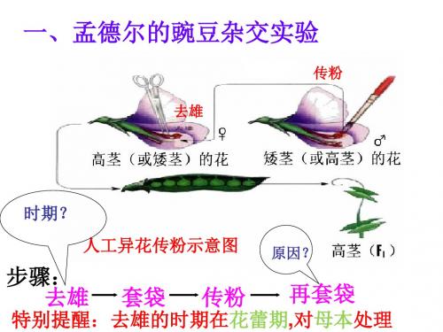 高中生物必修二期末第1章复习解析