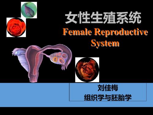 组织学与胚胎学-2015 女性生殖系统 47页PPT文档