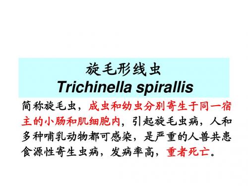 丝虫 旋毛虫