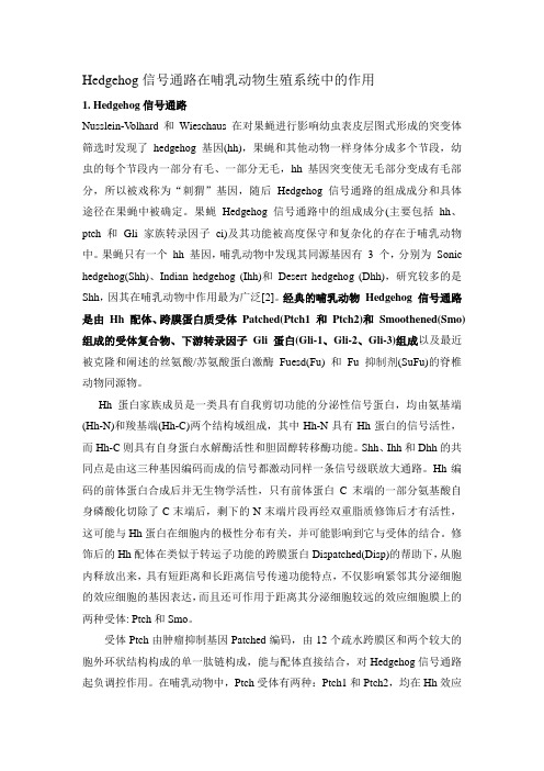 Hedgehog信号通路