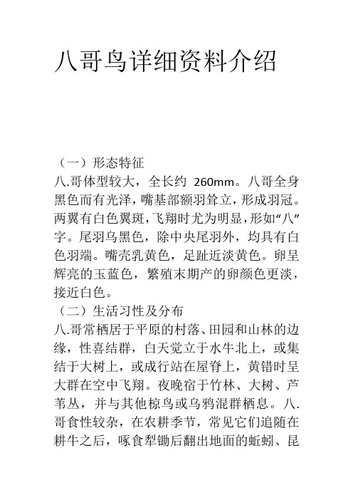 八哥鸟详细资料介绍