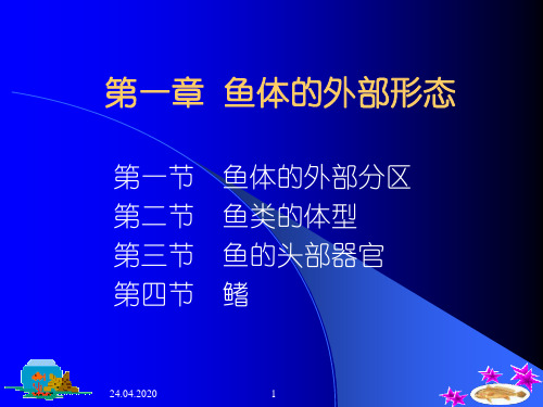 鱼的分类第一篇鱼类的形态构造54页PPT文档