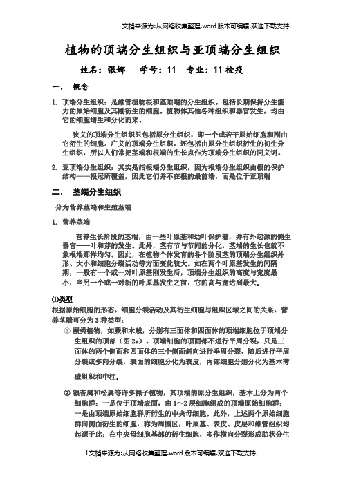 植物的顶端分生组织及亚顶端分生组织