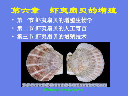 虾夷扇贝的增殖