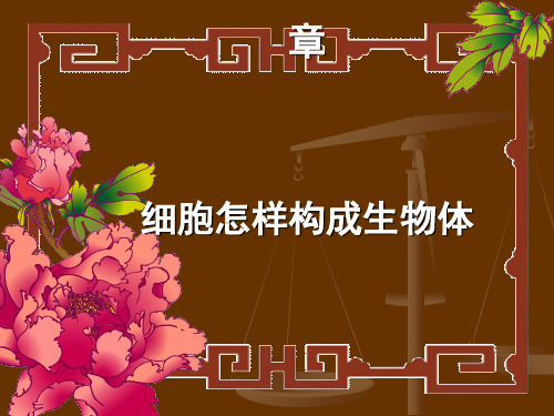 细胞怎样构成生物体PPT课件