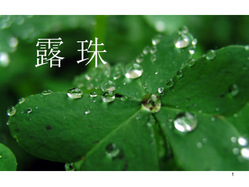 教科版小学语文一年级下册快乐读书屋四  露珠PPT课件