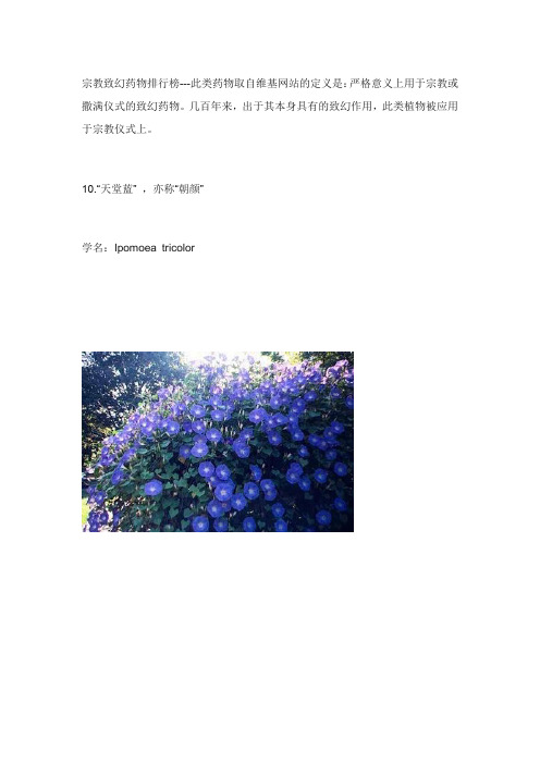 十大宗教仪式致幻植物