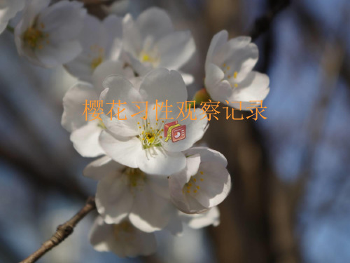 樱花习性观察记录表 (PPTminimizer)