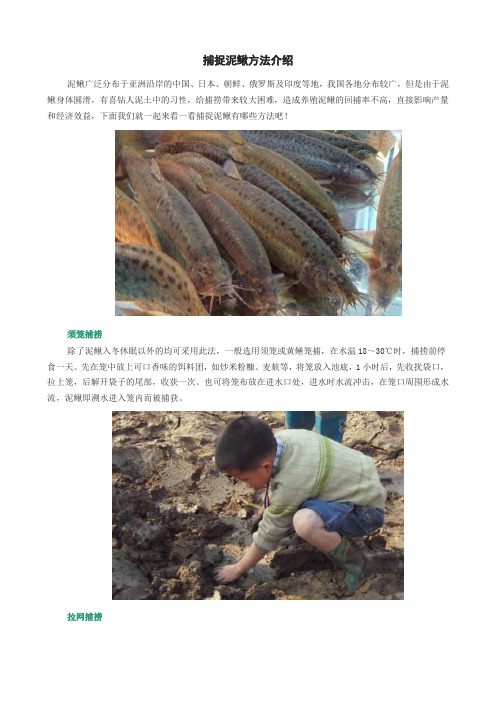 捕捉泥鳅方法介绍