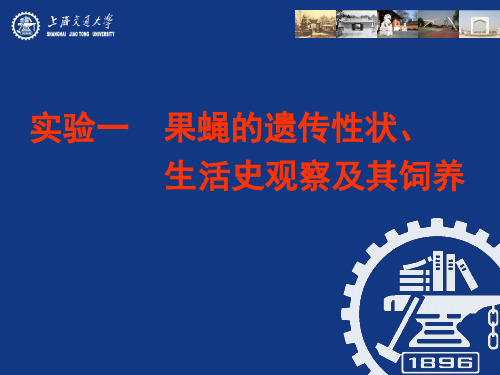 实验三 果蝇的形态、生活周期及其饲养