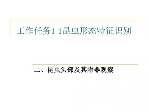 工作任务1-1昆虫形态特征识别2