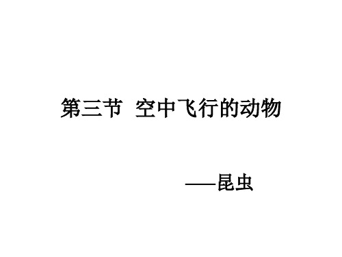空中飞行的动物 昆虫