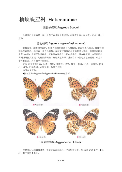 蛱蝶科