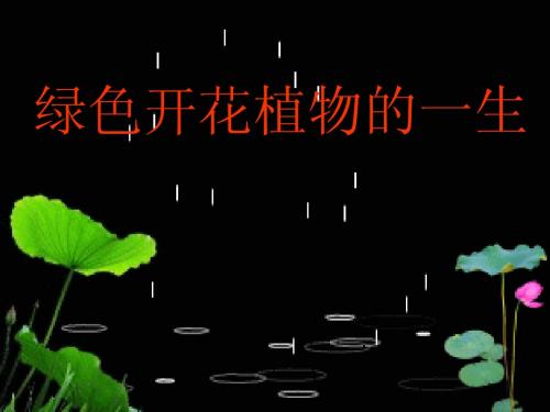 绿色植物课件