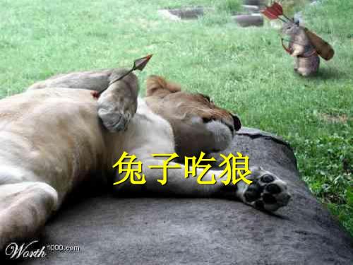 兔子吃狼的故事