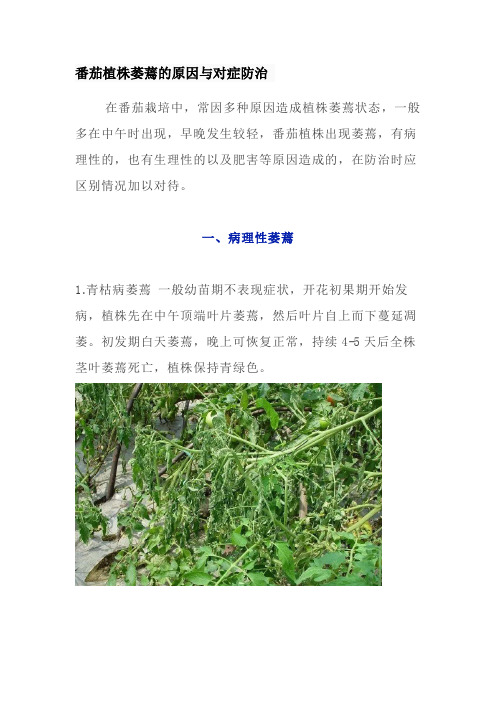 番茄植株萎蔫的原因与对症防治