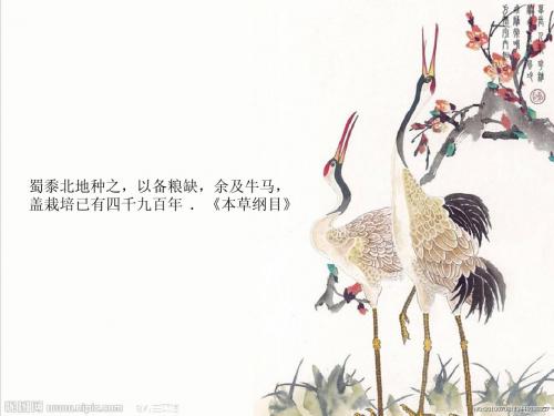 高粱