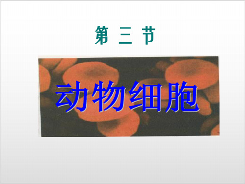 人教版七年级生物上册 2.1.3动物细胞 教学PPT优质课件(14张)ppt