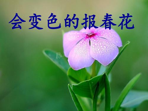 《会变色的报春花》课件(2)