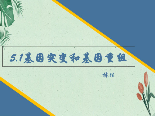 高一生物  必修二    5  基因突变和基因重组40PPT(完美版课件)