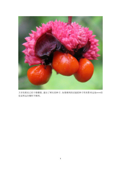奇花异草