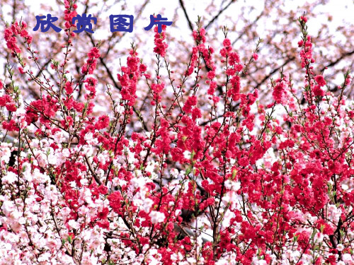 人教版八上第五单元21、《桃花源记》分解