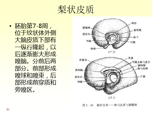 脊髓-1